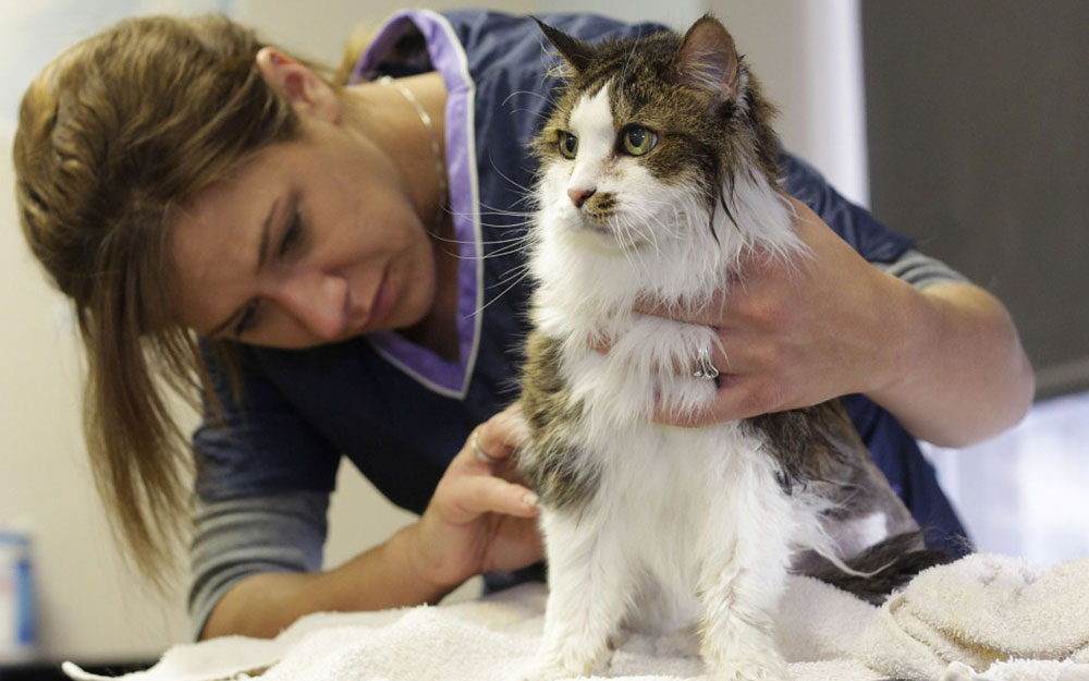 Mobile Pet Grooming Services A+ Mobile Pet Grooming