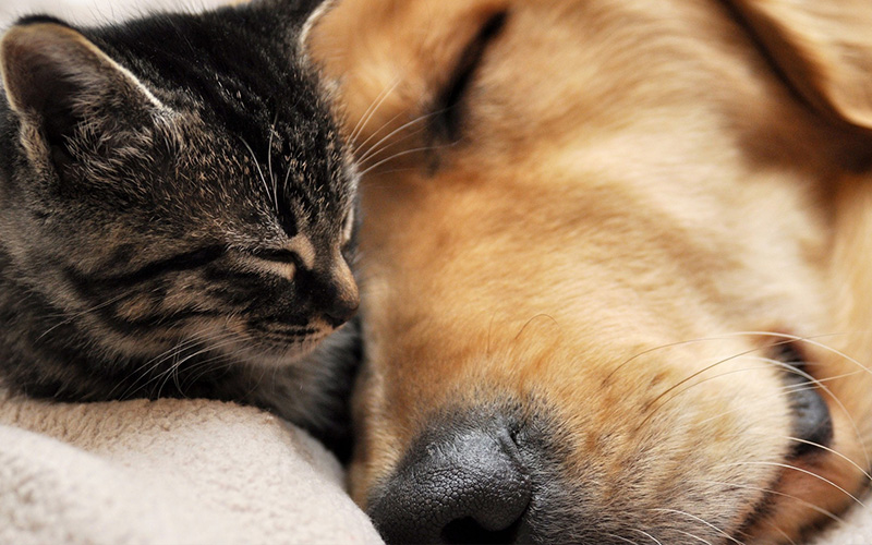 Cat And Dog Sleeping