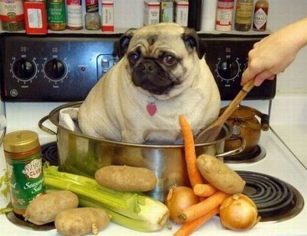 Dog Cooking