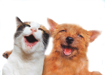 Laughing Cat and Dog